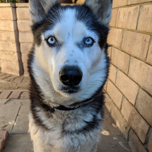 Meet your Posher, Taylor - Picture 4 of 5